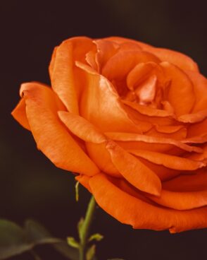 Rosenstrauß zusammenstellen: 1 orangene Rose