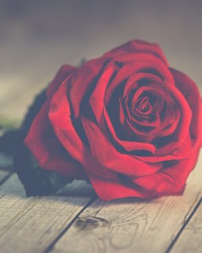 Rosenstrauß zusammenstellen: 1 rote Rose