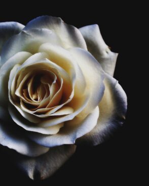 Rosenstrauß zusammenstellen: 1 weiße Rose